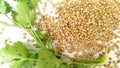 Green dhania and dry coriander Royalty Free Stock Photo