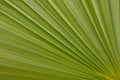 Green diagonal Palm leaf