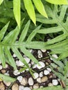Green dianella caerulea plant in nature garden