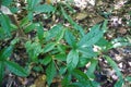 Green dicot leaves in mixed forest Royalty Free Stock Photo