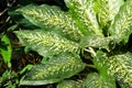 Green Dieffenbachia tree in nature garden