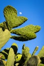 Leaves of different Prickly Pear in a sunny day Royalty Free Stock Photo