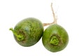 Green Dikon Radish Royalty Free Stock Photo