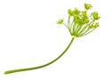 Green dill Royalty Free Stock Photo