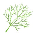 Green dill branch