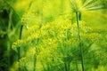 Green dill close-up photo Royalty Free Stock Photo