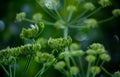 Green dill flowers close up