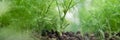 Green dill grows on blurry vegetable garden bed macro Royalty Free Stock Photo