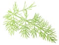 Green dill isolated on a white background.