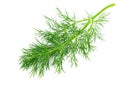 Green dill Royalty Free Stock Photo