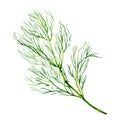 Green dill isolated on white background Royalty Free Stock Photo