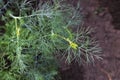 green dill leaves