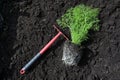 Green dill plant and red rake on the dark fertile compost soil, ready for planting in the herb garden for the kitchen, copy space Royalty Free Stock Photo