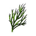 green dill sketch hand drawn vector