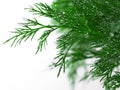 Green dill with water drops Royalty Free Stock Photo