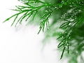 Green dill with water drops, close-up Royalty Free Stock Photo
