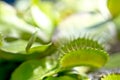 Green Dionaea muscipula Royalty Free Stock Photo