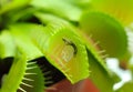 Green Dionaea muscipula , known as flytrap, in closeup Royalty Free Stock Photo