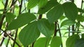 Green dioscorea hispida Dennst Also called Indian three-leaved yam, gadung tree in the nature background