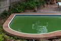 Green dirty pool water in a backyard
