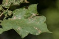 Green disease leaf of Turkey berry tree Royalty Free Stock Photo