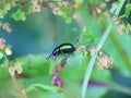 Green Dock Beetle on Dock Flowers