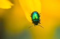 Green Dock Beetle on a flower petal
