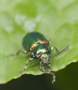 Green dock beetle, Gastrophysa viridula Royalty Free Stock Photo