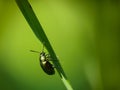 Green Dock Beetle, Gastrophysa viridula, macro.