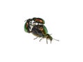 Green dock beetle males fighting for mating female