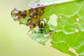 Green dock leaf beetle on leaf