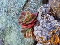 Colourful Small Succulent Plant on Lichen Covered Rocks