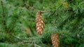 Green Douglas fir branch with cones. Conifer tree. Pseudotsuga menziesii Royalty Free Stock Photo