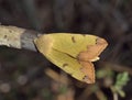 Green Drab Moth