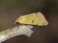 Green Drab Moth