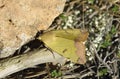 Green Drab Moth