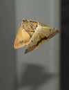 Green Drab Moth Reflected in a Mirror