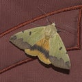 Green Drab Moth with Spread Wings on a Rust Colored Backpack