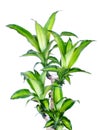 Green dracaena fragrans cornstalk dracaena isolated on a white background Royalty Free Stock Photo