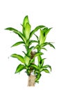 Green dracaena fragrans cornstalk isolated on a white background Royalty Free Stock Photo