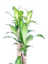 Green dracaena fragrans cornstalk dracaena on a white background Royalty Free Stock Photo