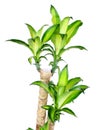 Green dracaena fragrans cornstalk dracaena isolated on a white background Royalty Free Stock Photo