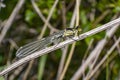 Green Dragon Fly in Nature summer season Royalty Free Stock Photo