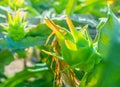 Green dragon fruit with dried flower growing on a cactus plant, closeup shot at dragonfruit plantation Royalty Free Stock Photo