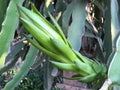 Green dragon fruit pedicle grows