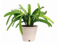Green Dragon Fruit Plant in a White Pot Royalty Free Stock Photo