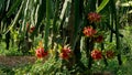 Green dragon fruit 8 red and 1 green are ripe red on the branch Royalty Free Stock Photo