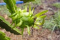 Green dragon fruit