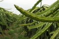 Green dragon fruit Vietnam Royalty Free Stock Photo