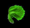 Green dragon siamese fighting fish, betta fish isolated on black